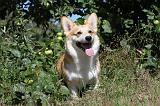 CORGI PEMBROKE 018